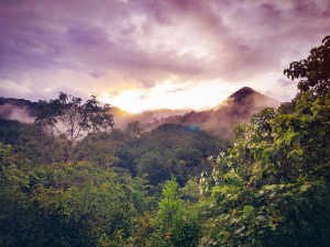 Rainforest Action Network: The Guardians of Green