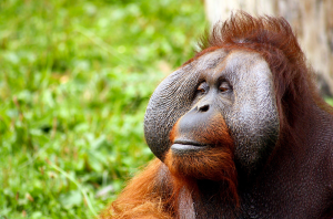 Consequences of Palm Oil Harvestation