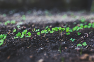 Local and Global Projects Tackling Climate Change