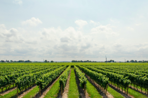 Sustainable Agriculture for a Booming Population
