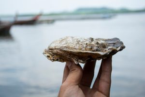 The Unsung Heroes of the Sea – Oysters and Their Vital Role in Ocean Filtration