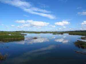 Implications of the Revised Definition of Waters of the United States
