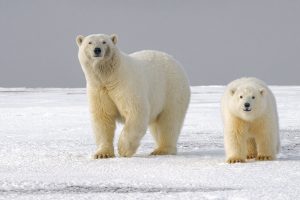 International Polar Bear Day: Protecting Vital Polar Bear Habitats