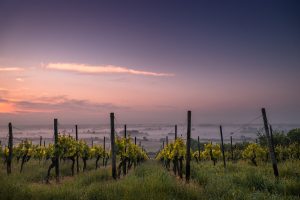 Wineries: Improving Sustainability Through Legislation
