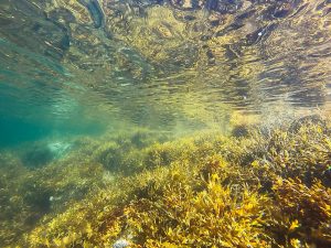 The Effects of Runoff Pollution: The Case of Seagrass Meadows