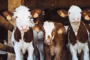 The Meat Production Industry and its Detrimental Impact on the Planet