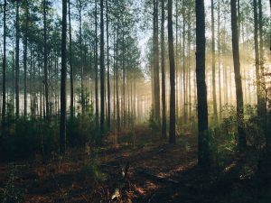 International Day for Preventing the Exploitation of the Environment in War and Armed Conflict