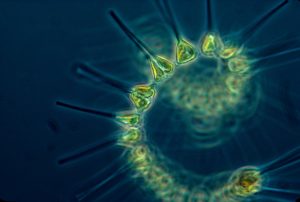 How Climate Change Affects Half of the World’s Photosynthesizers: Phytoplankton