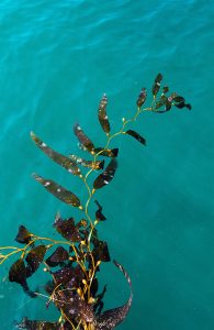 Citizen Science: Floating Forests