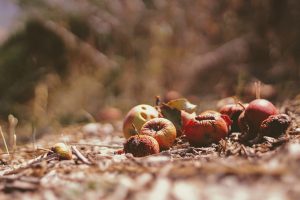 Compost: What Was to be Spoiled Should be Recycled into Soil