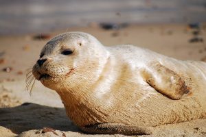 The Hawaiian Monk Seal and the Fight Against Pollution