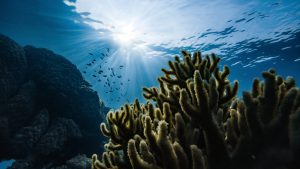 Corruption and Conservation Efforts