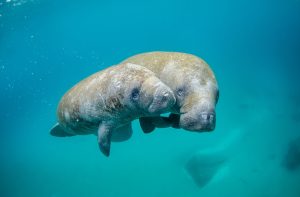 Are Manatee Protection Laws Doing Enough?