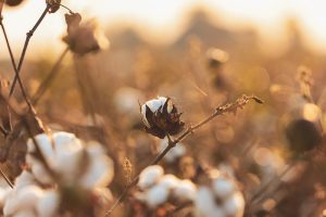 Mitigating the Effects of Cotton Farming