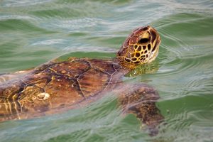 Protecting the Kemp’s Ridley Sea Turtle