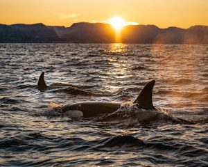 Freeing Killer Whales Through Legislation